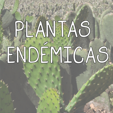 Plantas endémicas